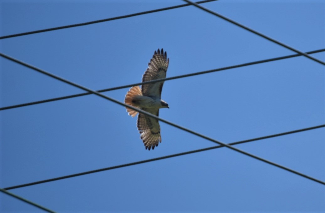 Red-tailed Hawk - ML232918031