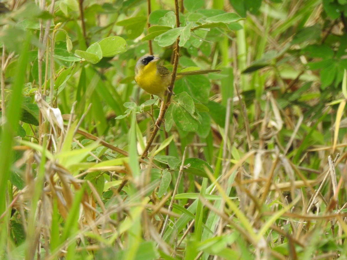 Gray-crowned Yellowthroat - ML232918291