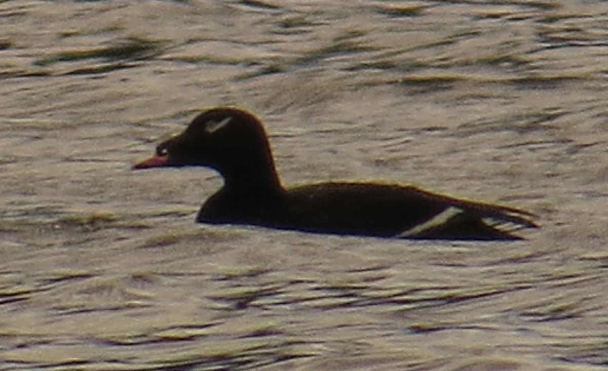 White-winged Scoter - Amy Lawes