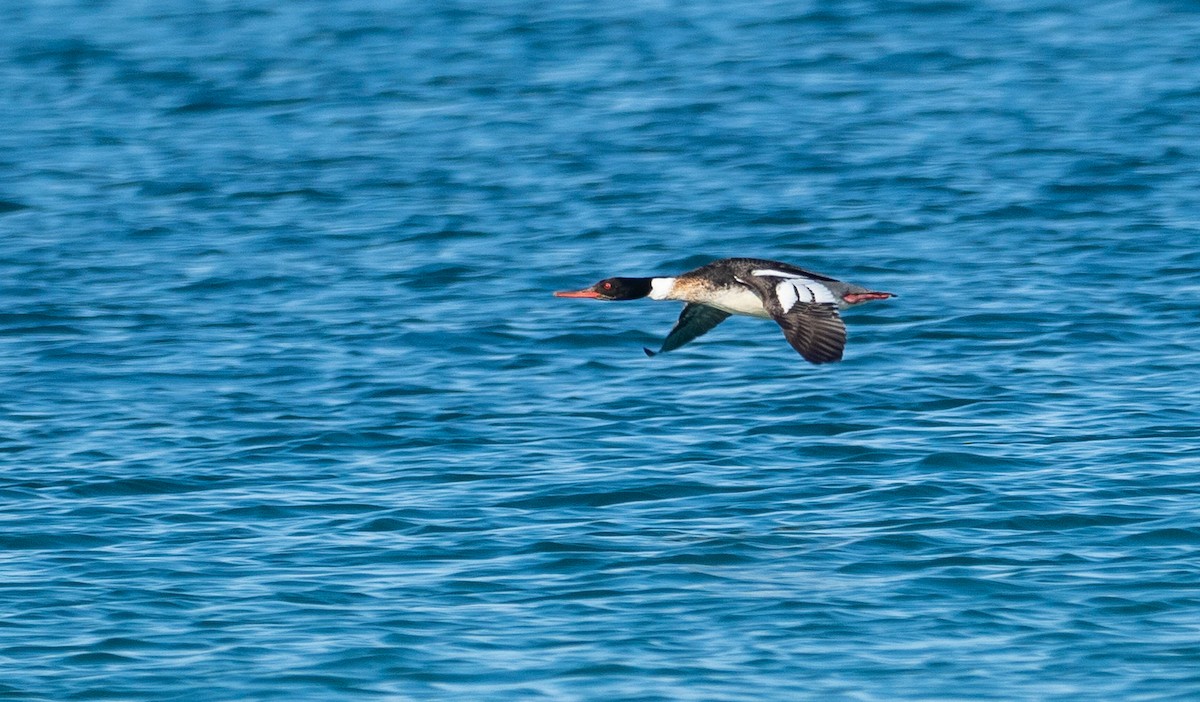 Red-breasted Merganser - Forest Botial-Jarvis