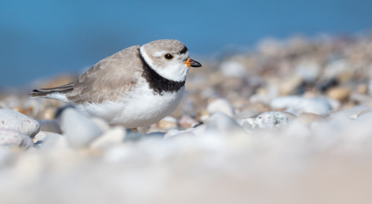 Piping Plover - ML232925841