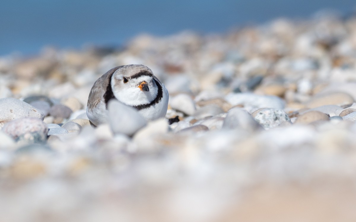 Piping Plover - ML232925911