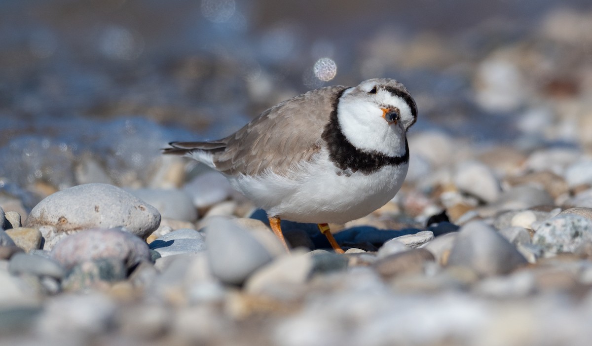 Piping Plover - ML232925921