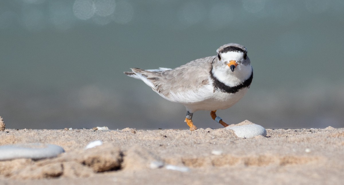 Piping Plover - Forest Botial-Jarvis