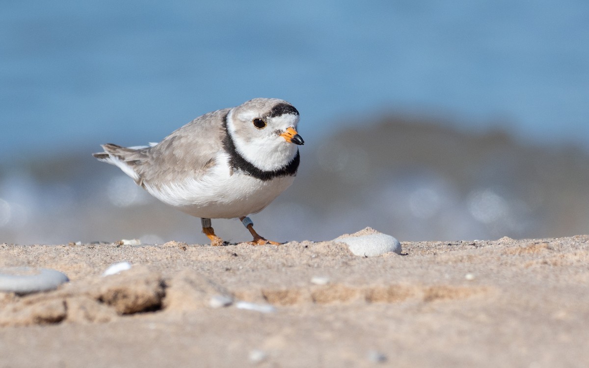 Piping Plover - ML232925981