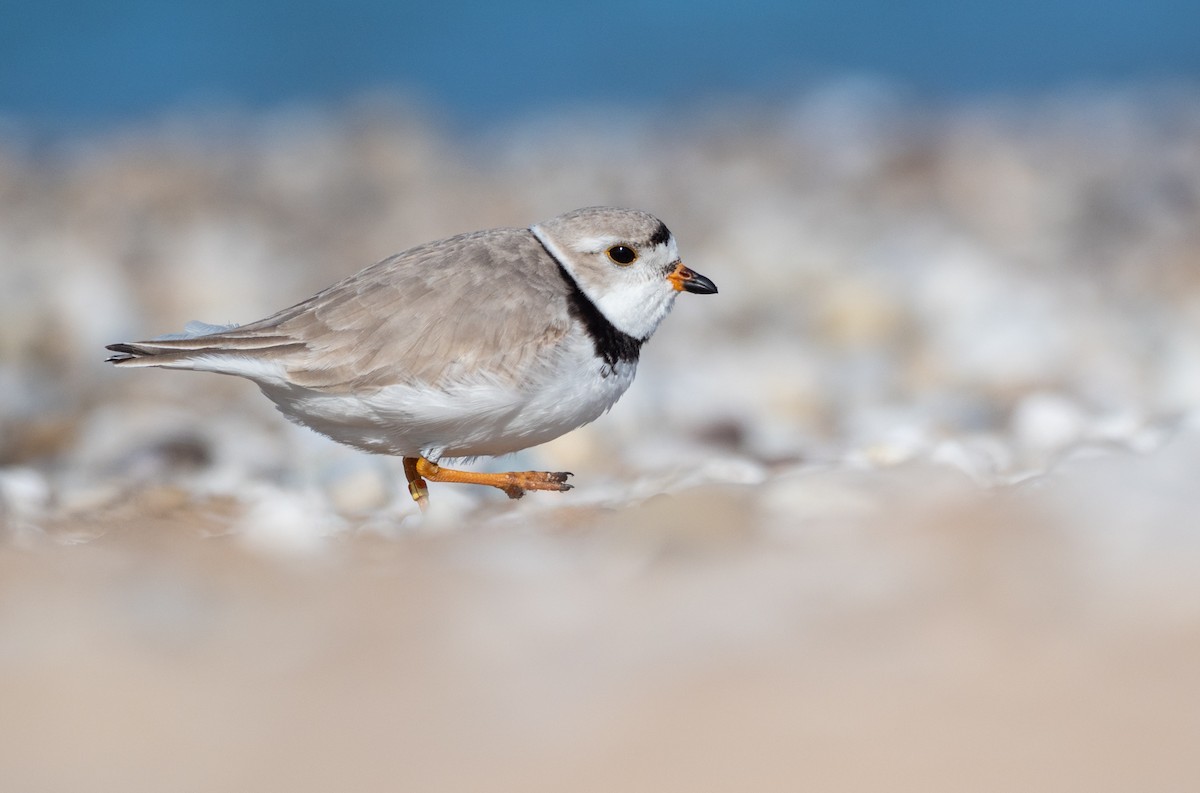 Piping Plover - ML232926051