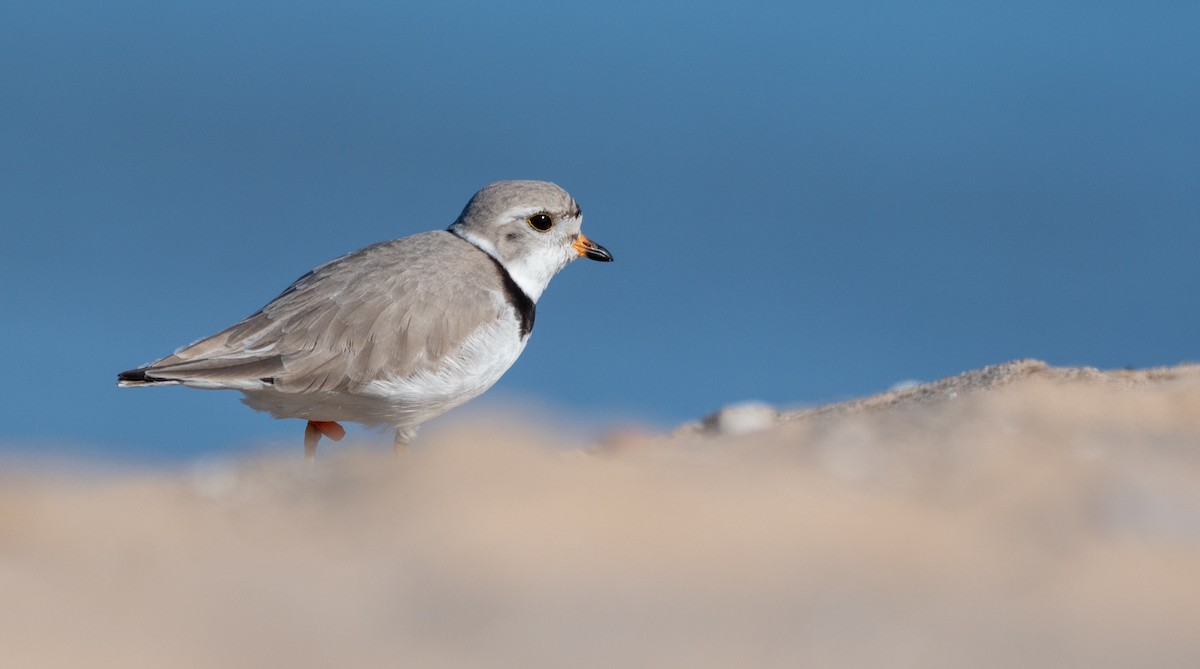 Piping Plover - ML232926121