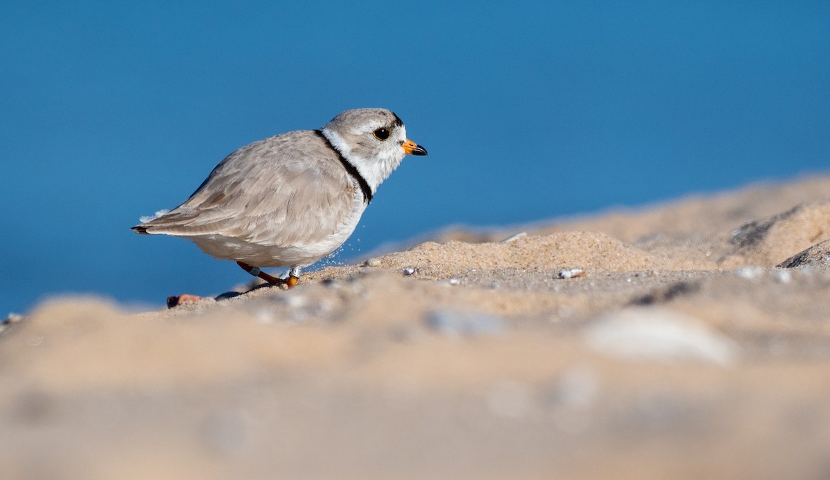 Piping Plover - ML232926151