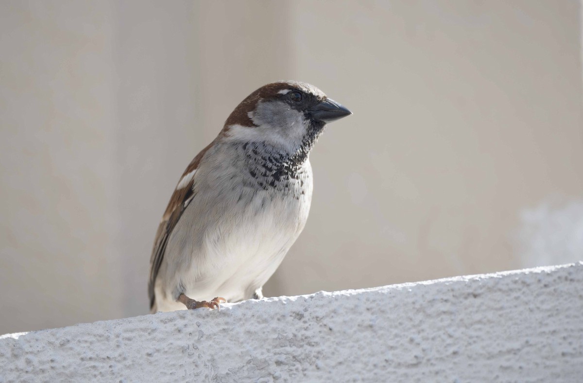House Sparrow - ML232931771