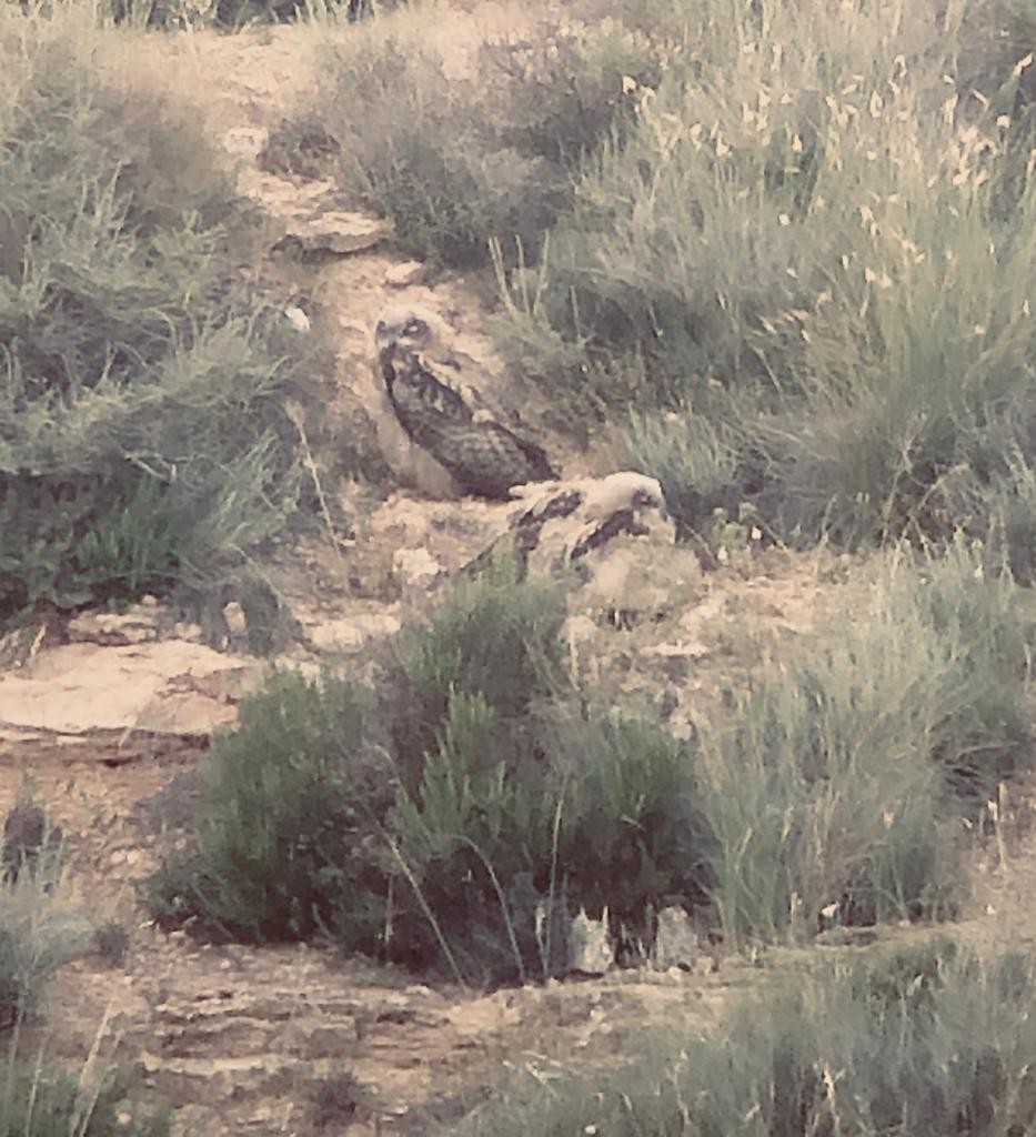 Eurasian Eagle-Owl - ML232939291