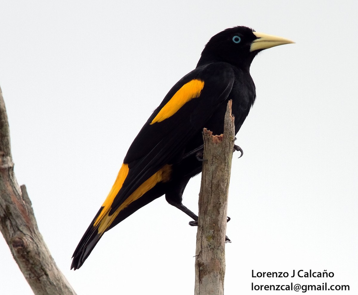 Yellow-rumped Cacique - ML232940041