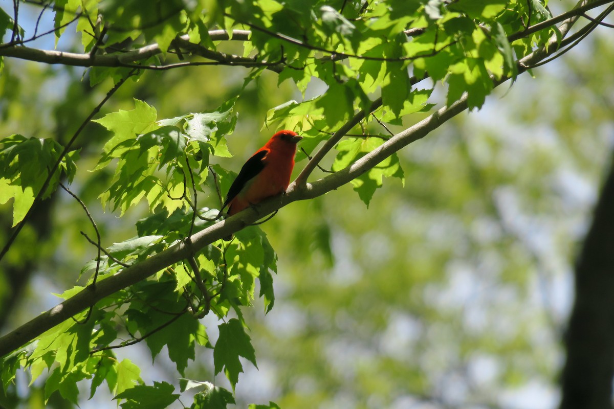 Scarlet Tanager - ML232940931
