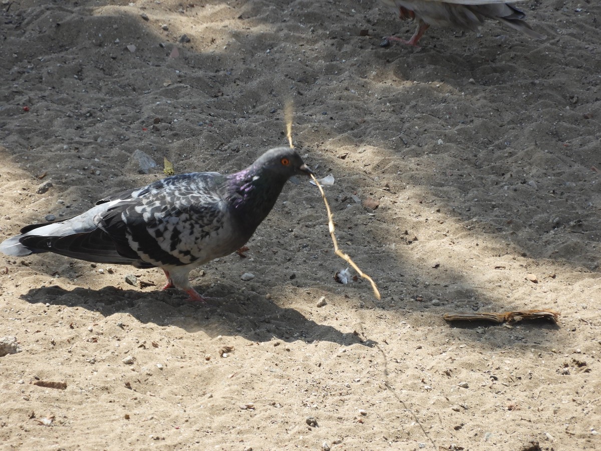 Rock Pigeon (Feral Pigeon) - Zila Muchari Sosa