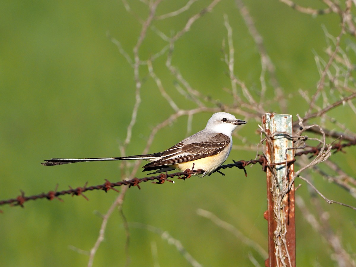Scissor-tailed Flycatcher - Gary Mueller