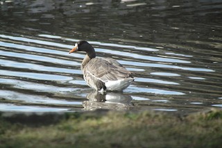 Greater White-fronted Goose, ML232948671