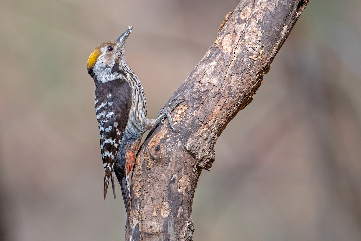 Brown-fronted Woodpecker - ML232949351