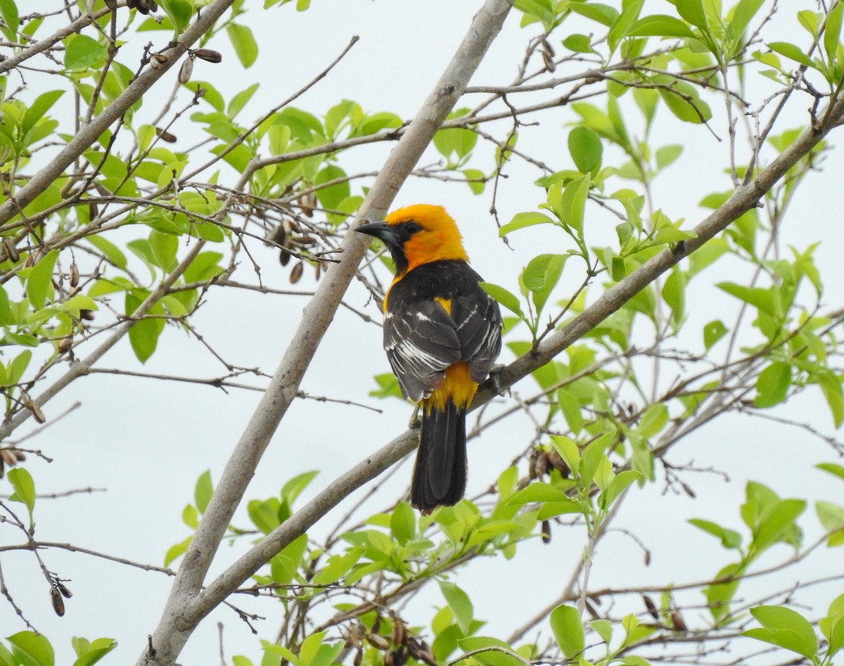 Spot-breasted Oriole - ML232955761