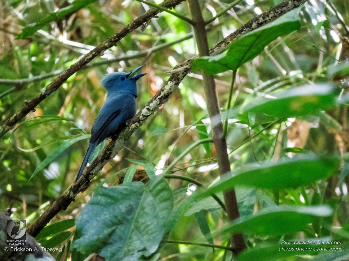 Blue Paradise-Flycatcher - Erickson Tabayag