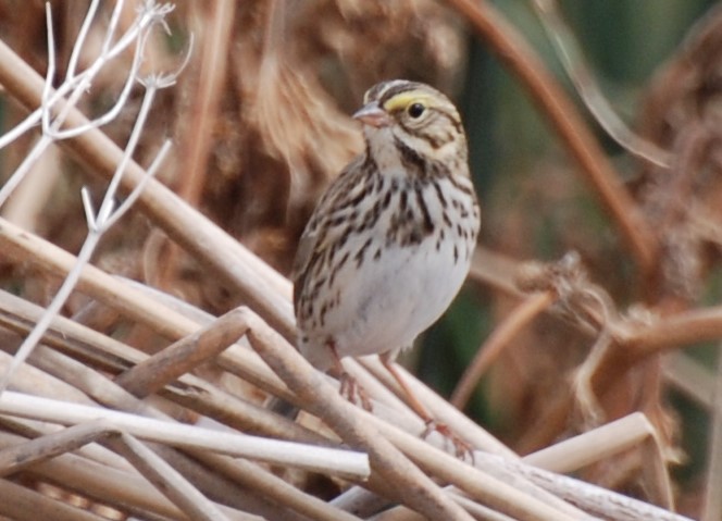 Savannah Sparrow - ML232963371