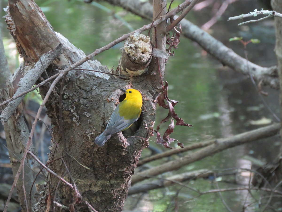 Prothonotary Warbler - ML232967701