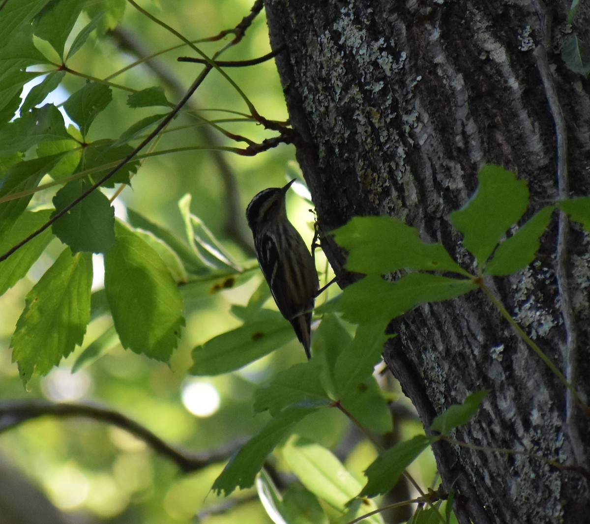 Black-and-white Warbler - Gabe Hargrove