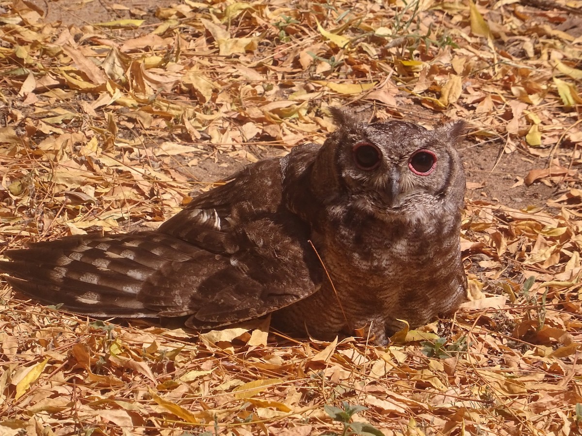Verreaux's Eagle-Owl - John Ashworth