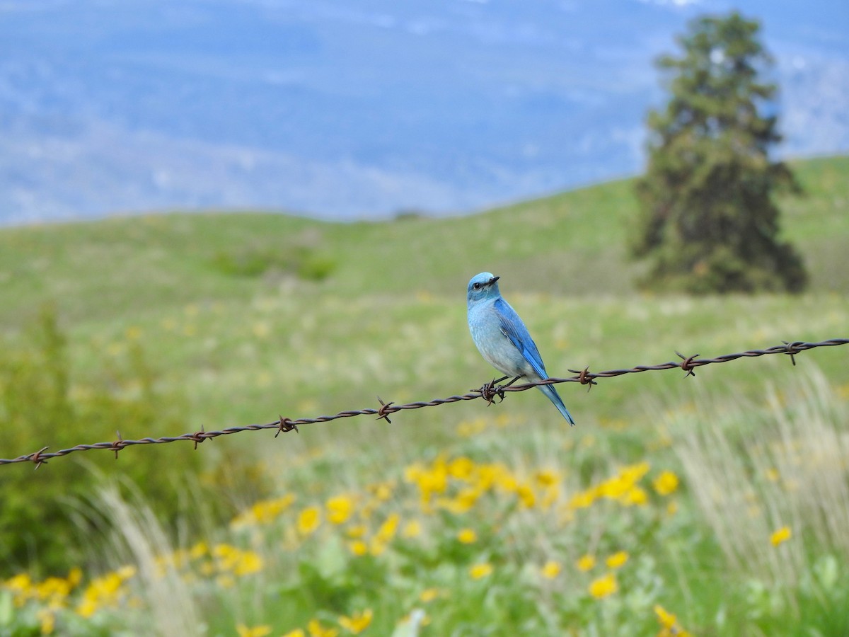 Mountain Bluebird - Kalin Ocaña