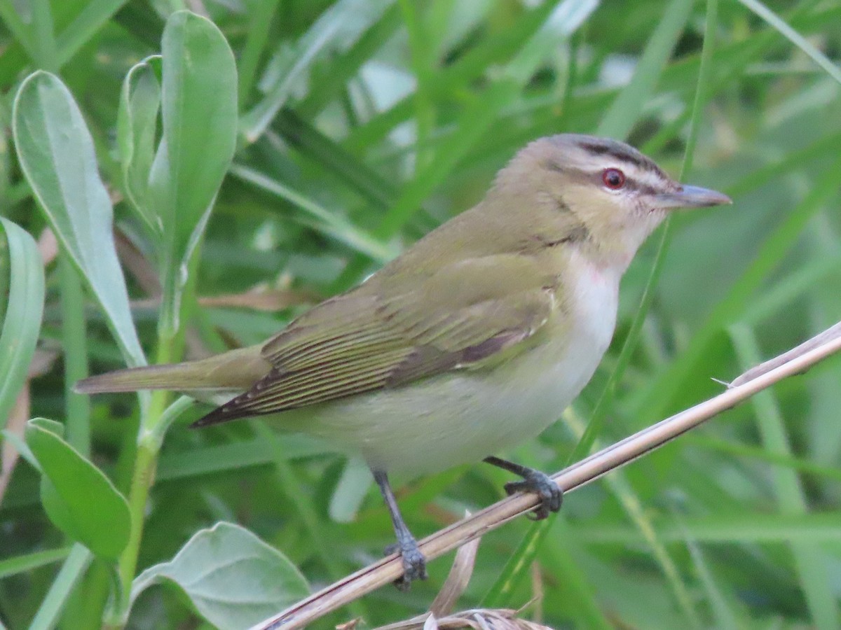 Red-eyed Vireo - Suanne Pyle