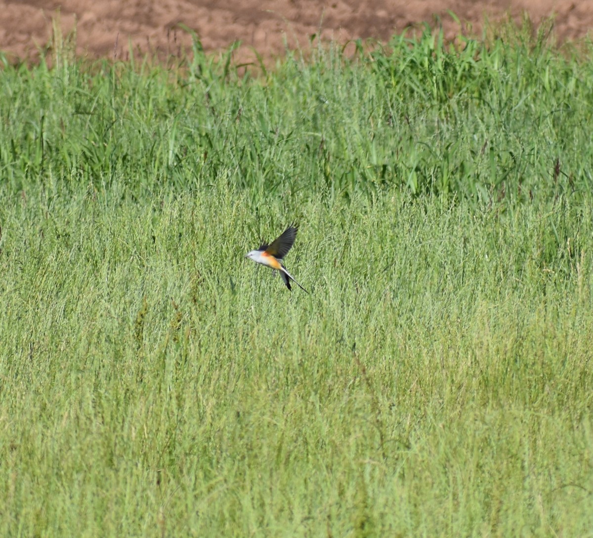 Scissor-tailed Flycatcher - Gabe Hargrove