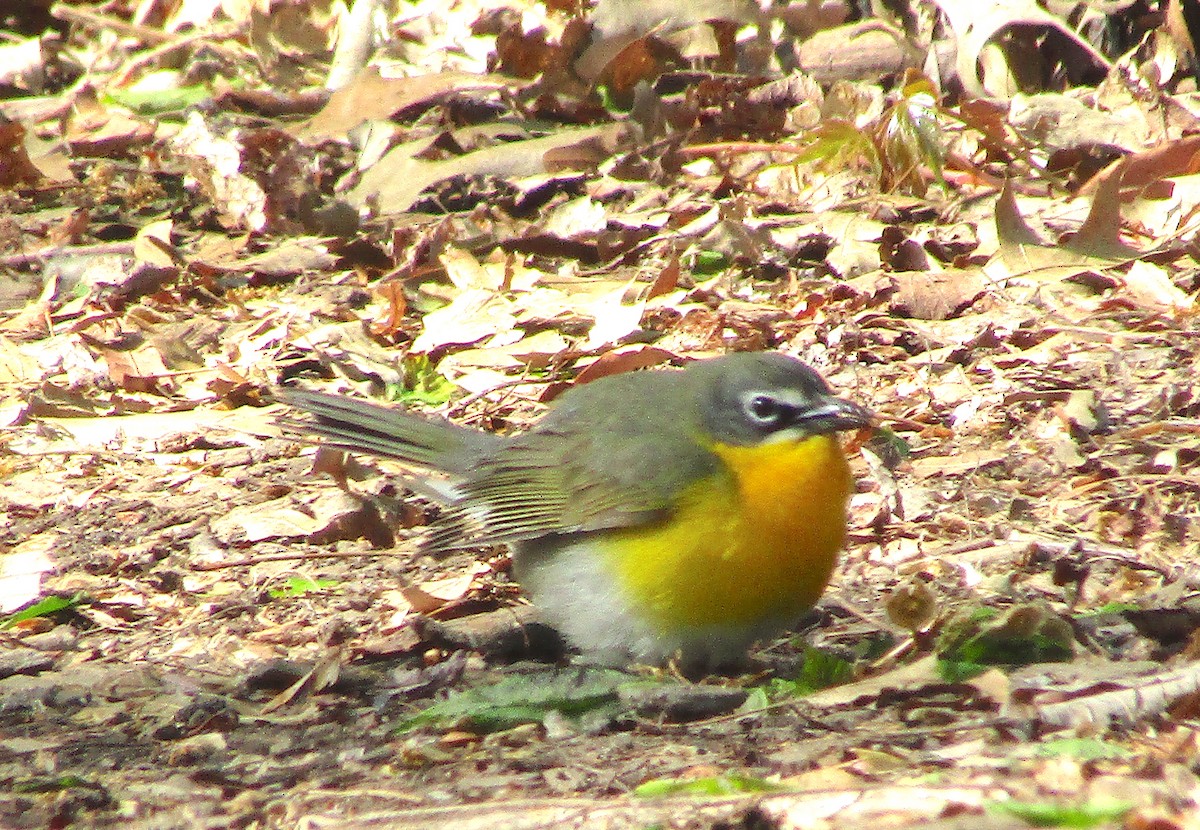 Yellow-breasted Chat - ML232990191