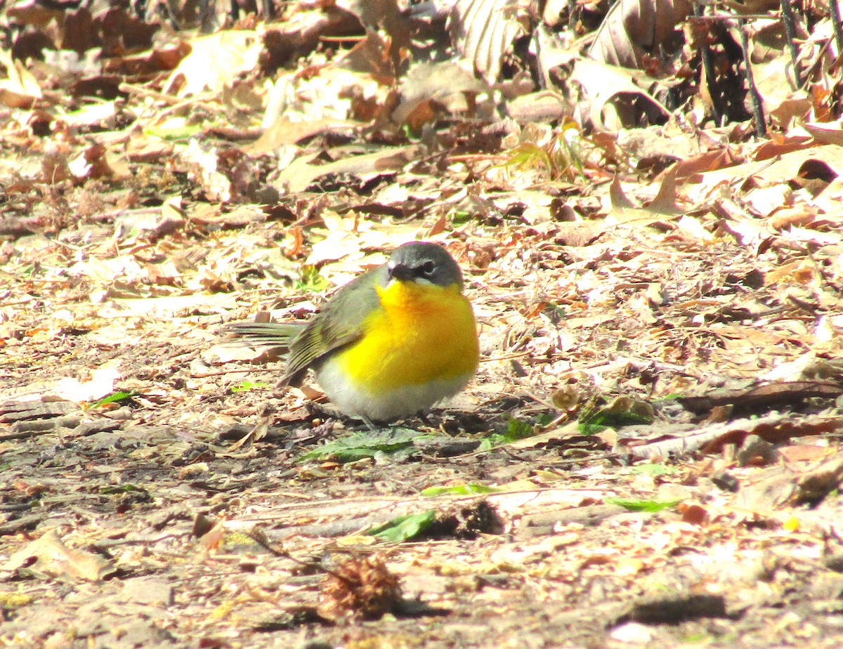 Yellow-breasted Chat - ML232990221