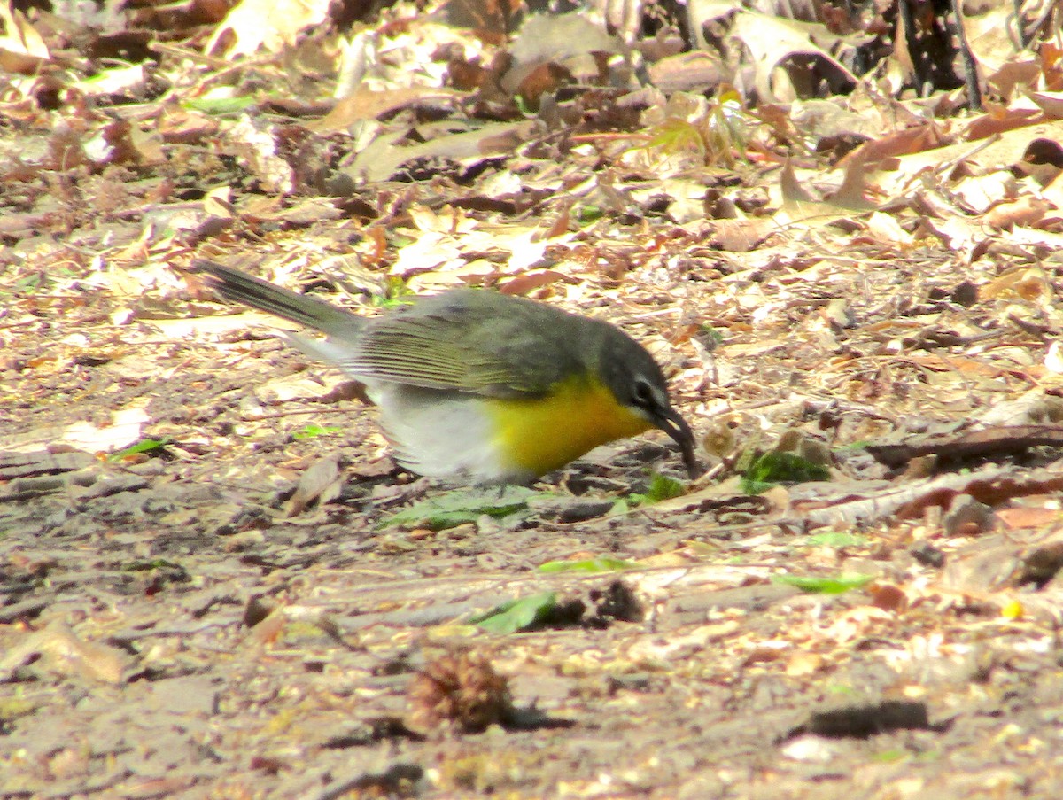 Yellow-breasted Chat - ML232990291
