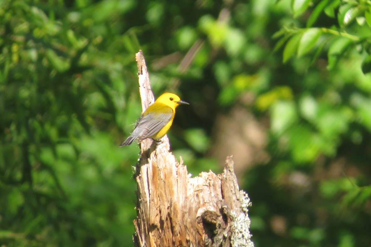 Prothonotary Warbler - ML232992301