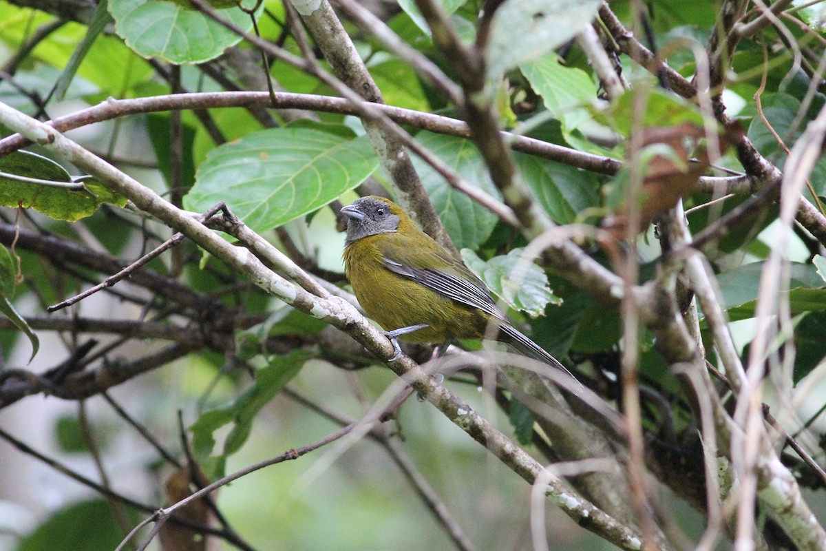 Olive-backed Tanager - Brendan Ryan