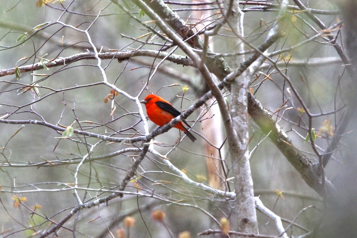 Scarlet Tanager - ML232997791