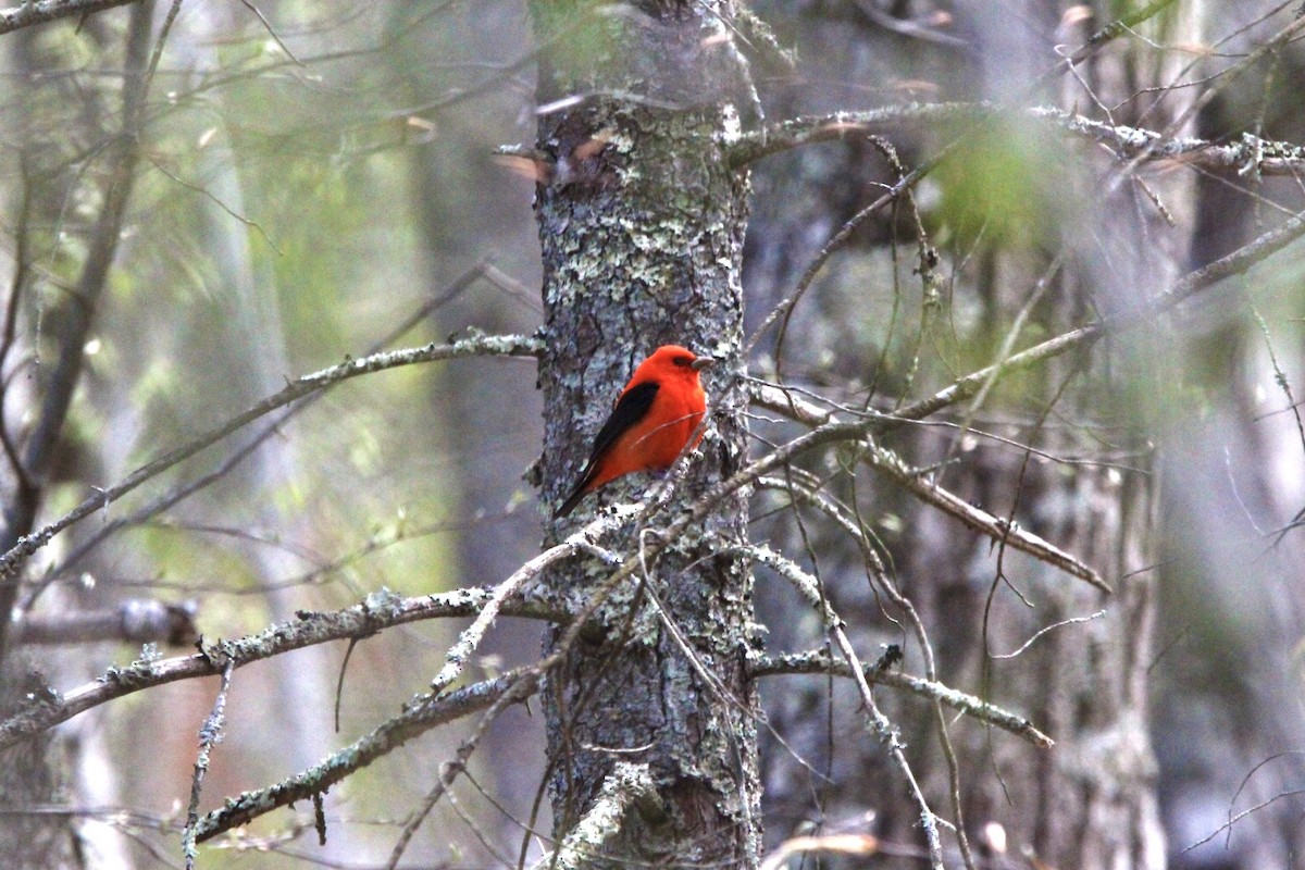 Scarlet Tanager - ML232997811