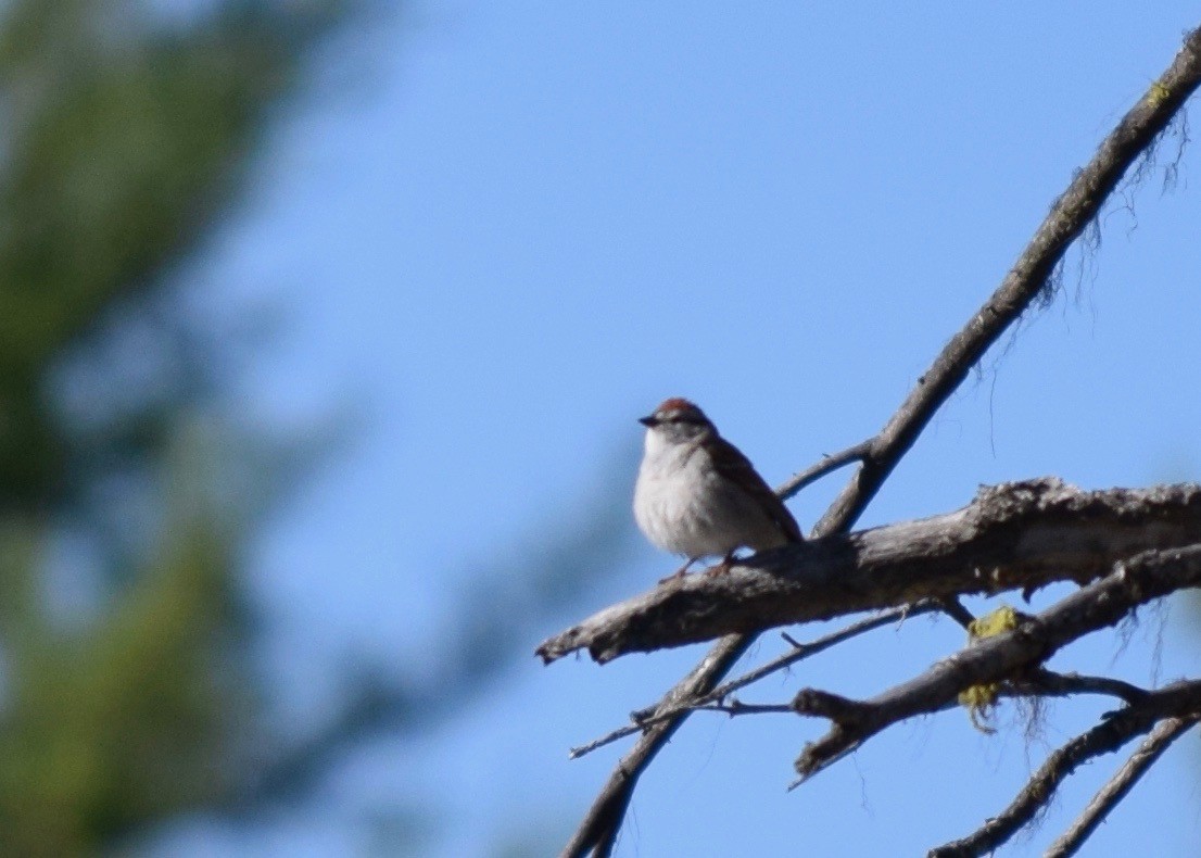 Chipping Sparrow - ML232999861