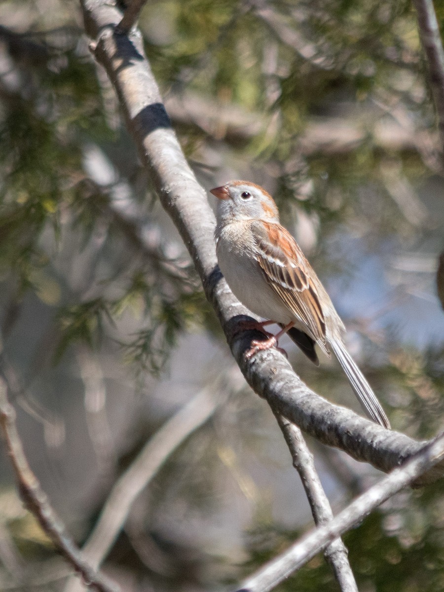 Field Sparrow - Pam Marshall
