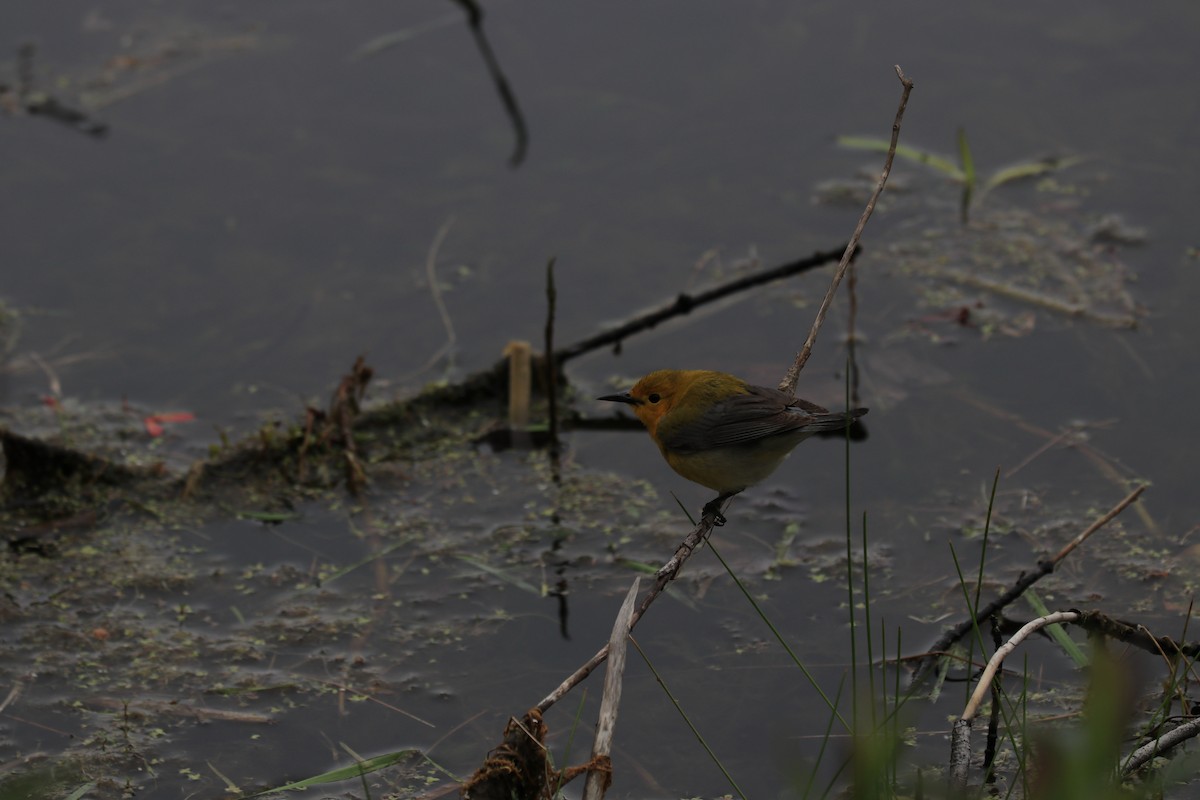 Prothonotary Warbler - Ethan Muller
