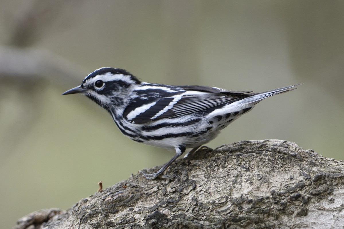 Black-and-white Warbler - ML233005561