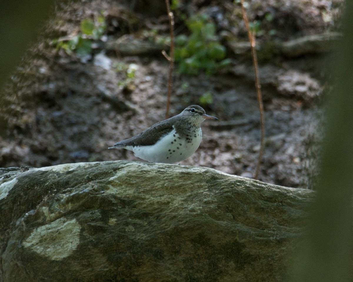 Spotted Sandpiper - Janis Stone