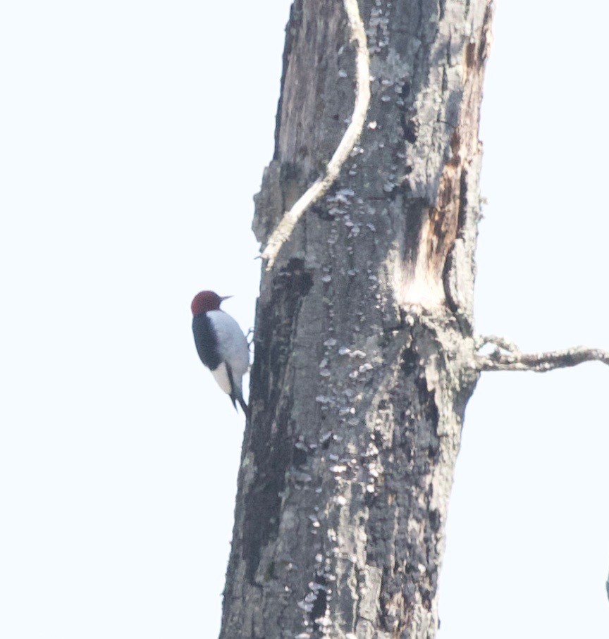 Red-headed Woodpecker - ML233006201