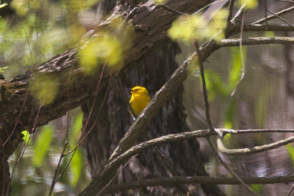 Prothonotary Warbler - ML233006461