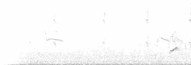 Rufous Whistler - ML233008
