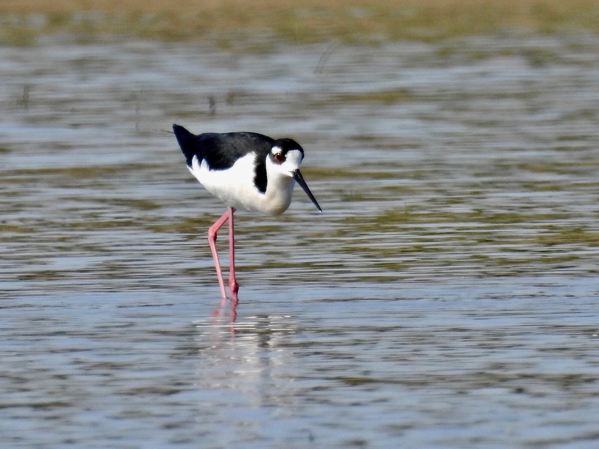 eBird Checklist - 10 May 2020 - Lewisville Lake Park - 52 species (+1 ...