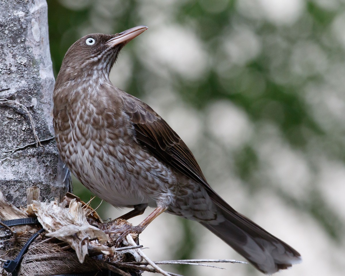 Pearly-eyed Thrasher - Jeff Stacey