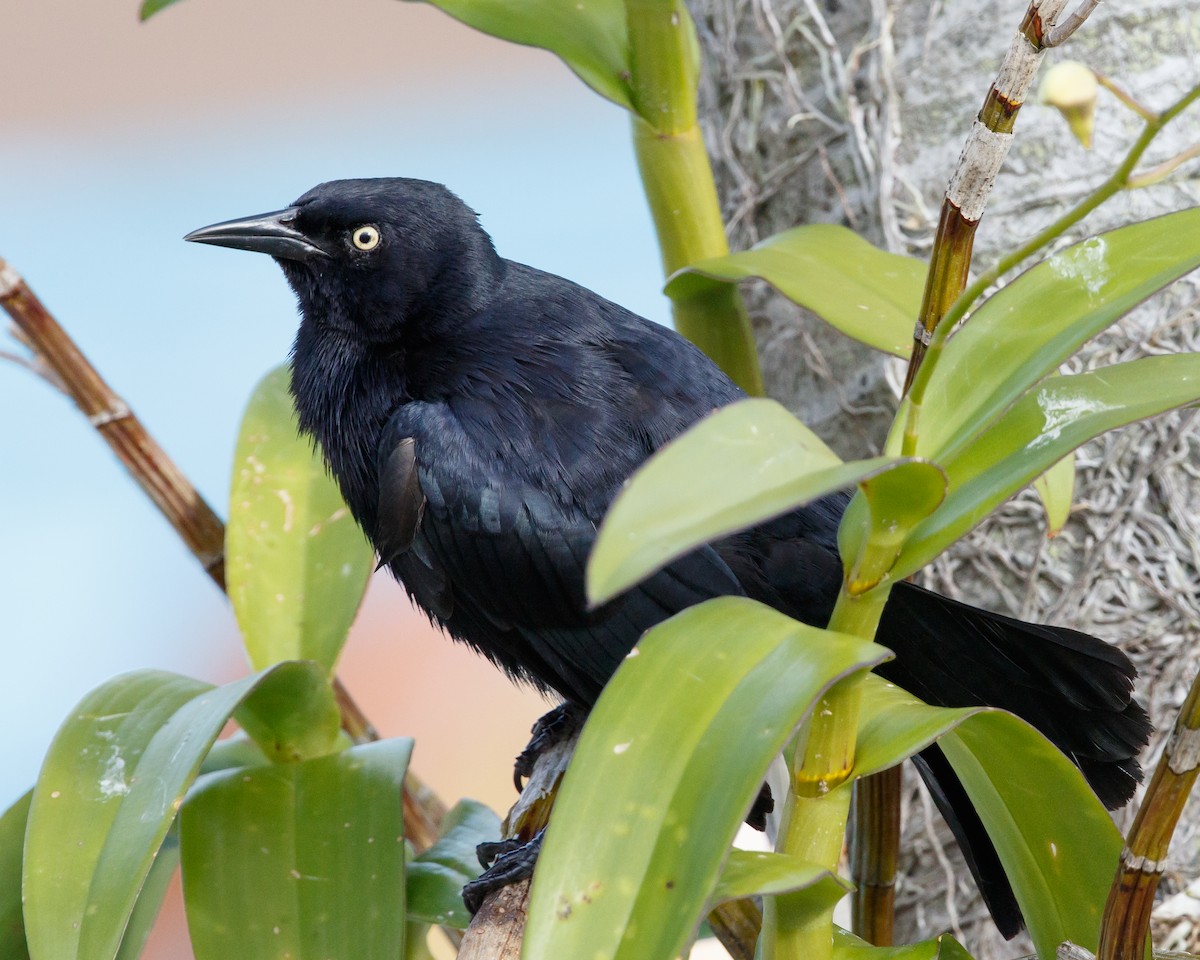 Greater Antillean Grackle - Jeff Stacey