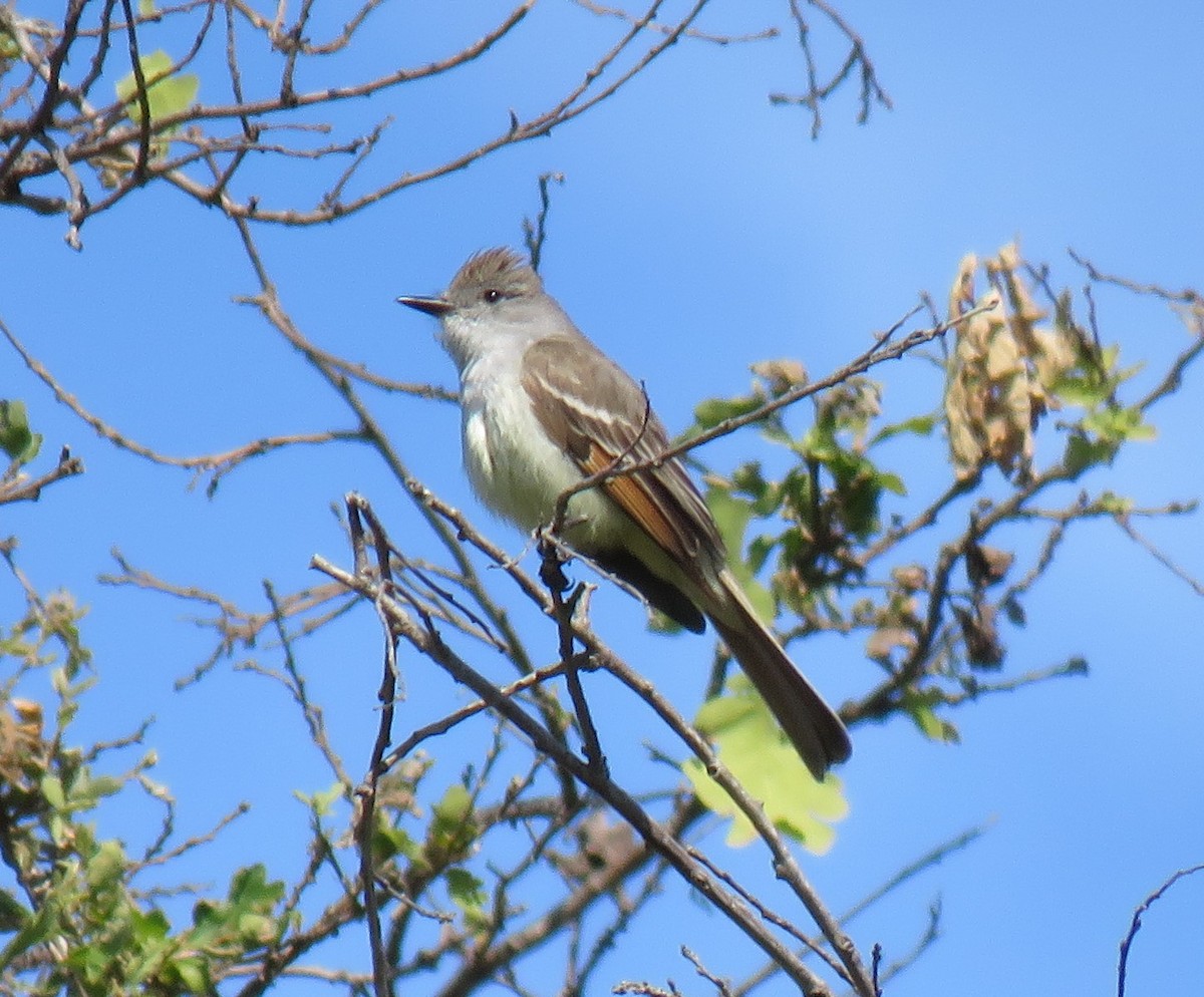 Ash-throated Flycatcher - Chris O'Connell