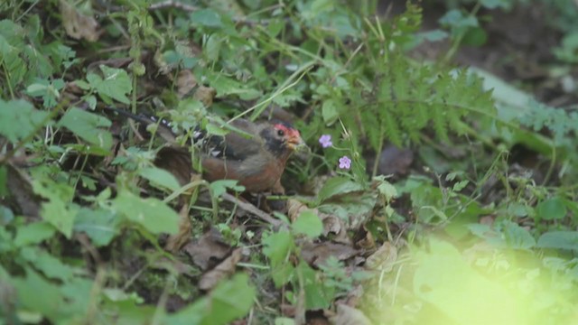 Spectacled Finch - ML233017451