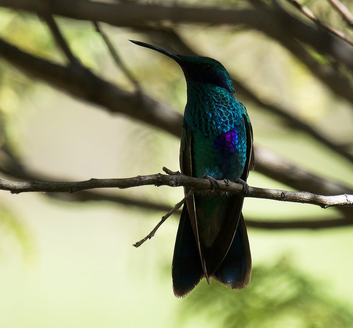 kolibřík modrolící - ML233019011